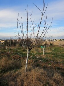 Arbres janvier 2015, IMG_0072