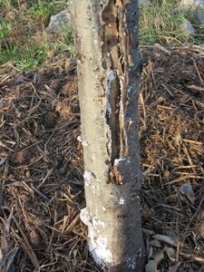 Arbres janvier 2015, IMG_0077