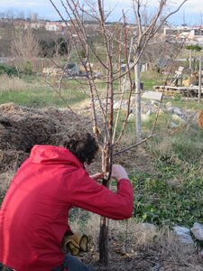 Arbres janvier 2015, IMG_0083