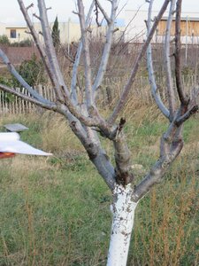 Arbres janvier 2015, IMG_0087