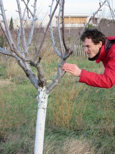 Arbres janvier 2015, IMG_0088