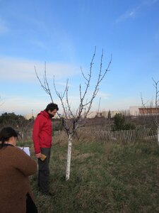 Arbres janvier 2015, IMG_0089