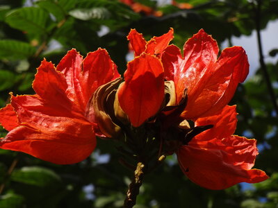 Guadeloupe, 081