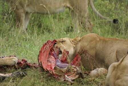 perso , safari lionne