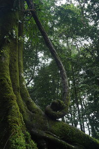 Voyage Partagé MEXIQUE GUATEMALA, Les ruines de Palenque