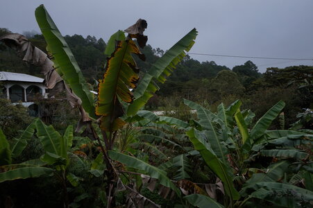 Voyage Partagé MEXIQUE GUATEMALA, Tzajala et sa verdure