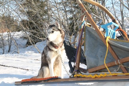 La Pesse 2015 Course de chiens de traineau (part1/2), IMG_4132