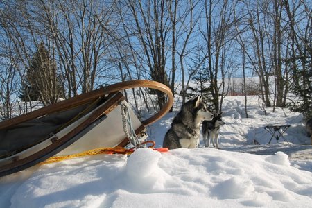La Pesse 2015 Course de chiens de traineau (part1/2), IMG_4133
