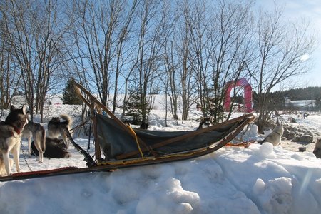 La Pesse 2015 Course de chiens de traineau (part1/2), IMG_4138