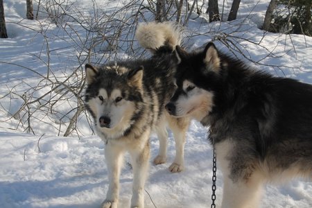 La Pesse 2015 Course de chiens de traineau (part1/2), IMG_4149
