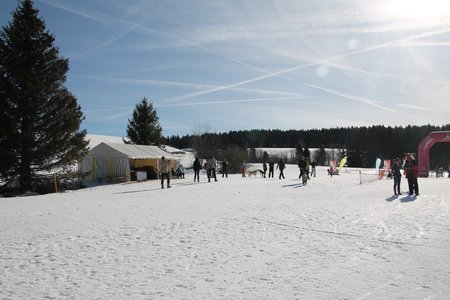 La Pesse 2015 Course de chiens de traineau (part1/2), IMG_4155