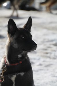 La Pesse 2015 Course de chiens de traineau (part1/2), IMG_4161