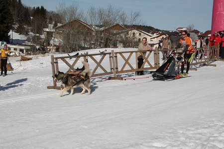 La Pesse 2015 Course de chiens de traineau (part1/2), IMG_4167
