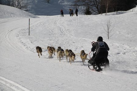 La Pesse 2015 Course de chiens de traineau (part1/2), IMG_4209