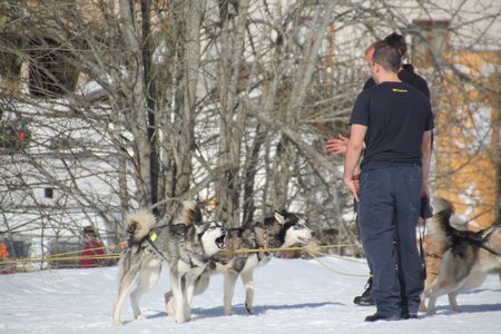 La Pesse 2015 Course de chiens de traineau (part1/2), IMG_4218