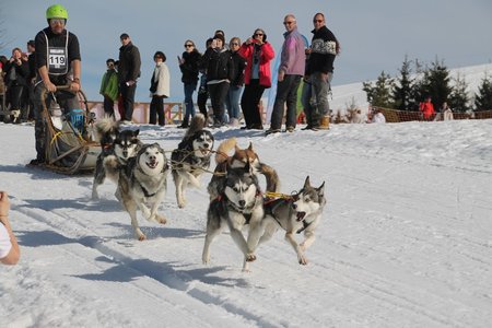 La Pesse 2015 Course de chiens de traineau (part1/2), IMG_4230