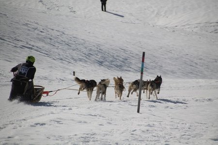 La Pesse 2015 Course de chiens de traineau (part1/2), IMG_4235
