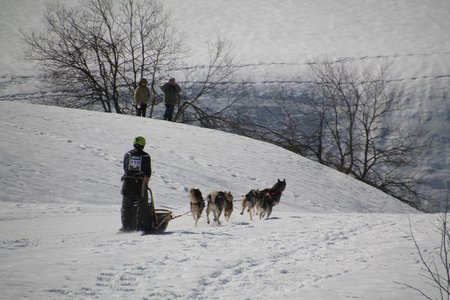 La Pesse 2015 Course de chiens de traineau (part1/2), IMG_4239