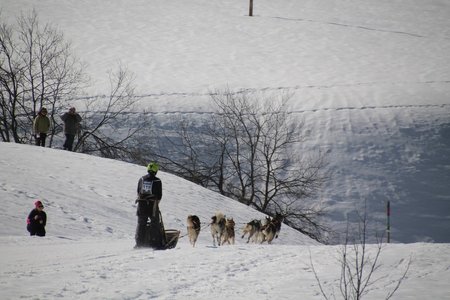 La Pesse 2015 Course de chiens de traineau (part1/2), IMG_4241