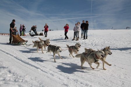 La Pesse 2015 Course de chiens de traineau (part1/2), IMG_4246