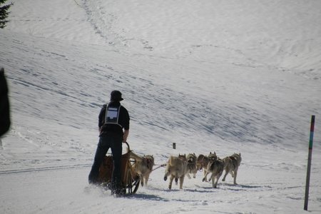 La Pesse 2015 Course de chiens de traineau (part1/2), IMG_4250
