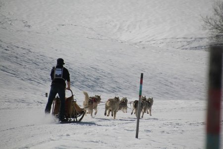 La Pesse 2015 Course de chiens de traineau (part1/2), IMG_4251