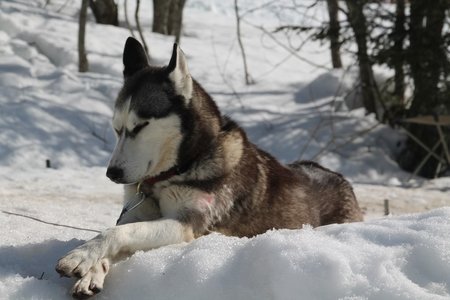 La Pesse 2015 Course de chiens de traineau (part1/2), IMG_4258