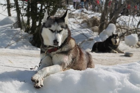 La Pesse 2015 Course de chiens de traineau (part1/2), IMG_4260