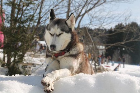 La Pesse 2015 Course de chiens de traineau (part1/2), IMG_4261