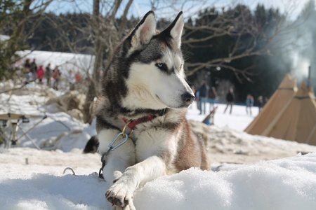 La Pesse 2015 Course de chiens de traineau (part1/2), IMG_4262