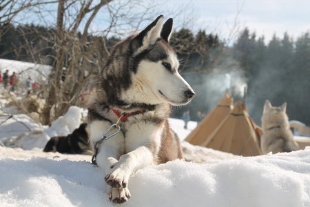 La Pesse 2015 Course de chiens de traineau (part1/2), IMG_4263