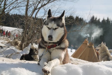 La Pesse 2015 Course de chiens de traineau (part1/2), IMG_4264