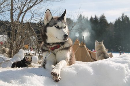 La Pesse 2015 Course de chiens de traineau (part1/2), IMG_4267