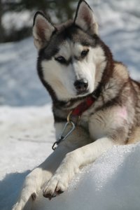 La Pesse 2015 Course de chiens de traineau (part1/2), IMG_4270