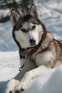 La Pesse 2015 Course de chiens de traineau (part1/2), IMG_4271
