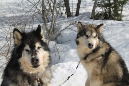 La Pesse 2015 Course de chiens de traineau (part1/2), IMG_4275
