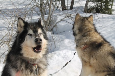 La Pesse 2015 Course de chiens de traineau (part1/2), IMG_4277