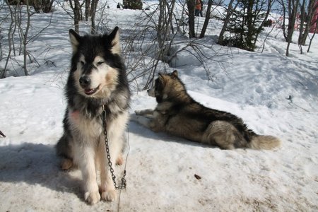 La Pesse 2015 Course de chiens de traineau (part1/2), IMG_4281