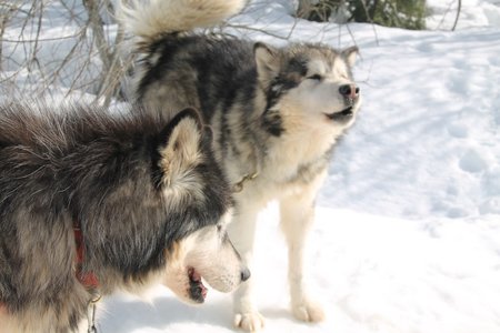 La Pesse 2015 Course de chiens de traineau (part1/2), IMG_4283