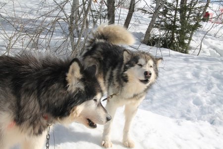 La Pesse 2015 Course de chiens de traineau (part1/2), IMG_4285