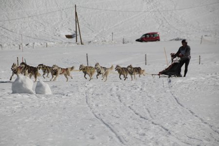 La Pesse 2015 Course de chiens de traineau (part1/2), IMG_4292