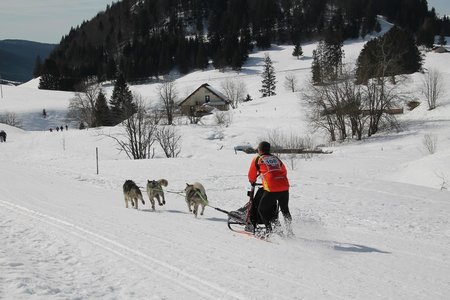 La Pesse 2015 Course de chiens de traineau (part1/2), IMG_4302
