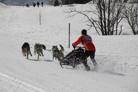 La Pesse 2015 Course de chiens de traineau (part1/2), IMG_4303