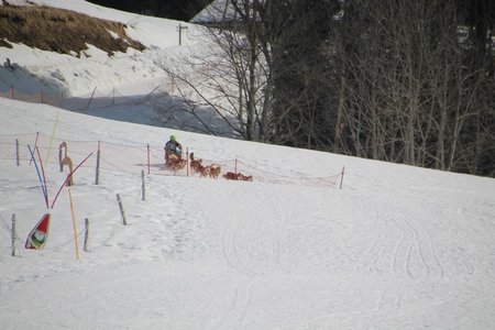 La Pesse 2015 Course de chiens de traineau (part1/2), IMG_4312