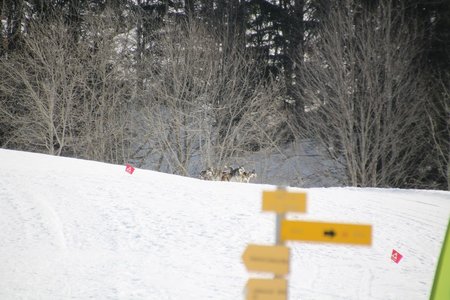 La Pesse 2015 Course de chiens de traineau (part1/2), IMG_4313