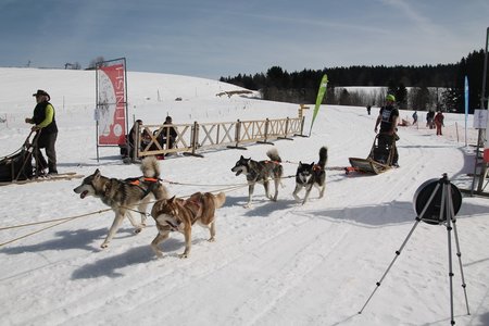 La Pesse 2015 Course de chiens de traineau (part1/2), IMG_4340