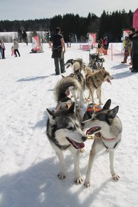 La Pesse 2015 Course de chiens de traineau (part1/2), IMG_4353