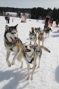 La Pesse 2015 Course de chiens de traineau (part1/2), IMG_4357