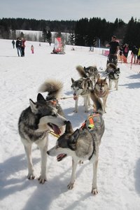 La Pesse 2015 Course de chiens de traineau (part1/2), IMG_4358