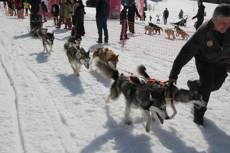 La Pesse 2015 Course de chiens de traineau (part1/2), IMG_4362